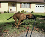 Small #1 Belgian Malinois