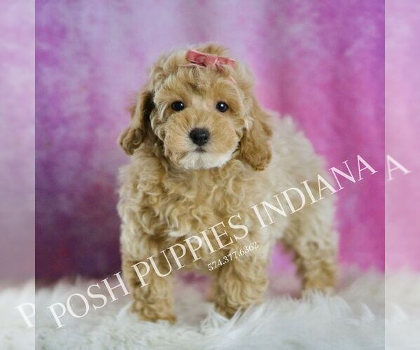 Medium Photo #5 Poodle (Toy) Puppy For Sale in WARSAW, IN, USA
