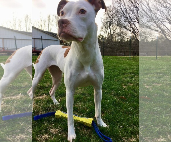 Medium Photo #1 American Pit Bull Terrier-Unknown Mix Puppy For Sale in Germantown, OH, USA