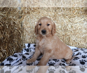 Golden Retriever Puppy for sale in SHILOH, OH, USA