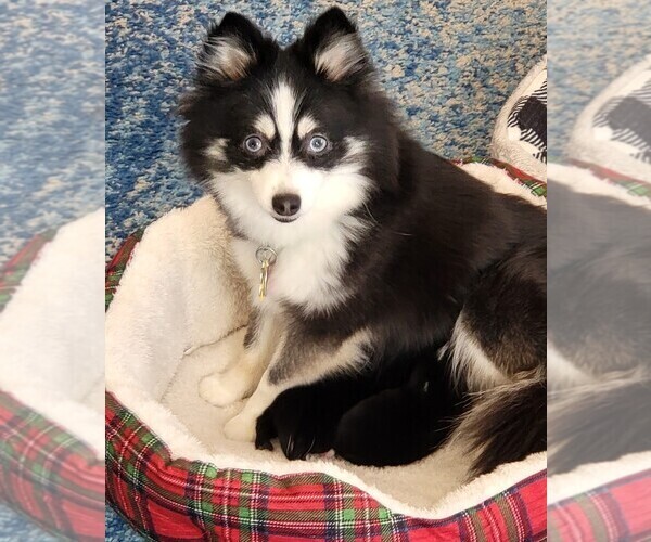 Medium Photo #1 Pomsky Puppy For Sale in DELAWARE, OH, USA