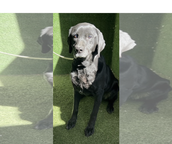 Medium Photo #6 Labrador Retriever-Unknown Mix Puppy For Sale in San Diego, CA, USA