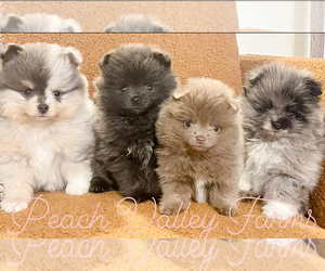Pomeranian Puppy for Sale in GALLATIN, Tennessee USA