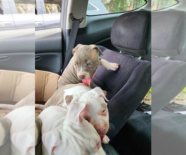 Medium Photo #5 American Bully Puppy For Sale in HARRISBURG, PA, USA