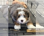 Small Bernedoodle (Miniature) (+ Poodle Miniature)