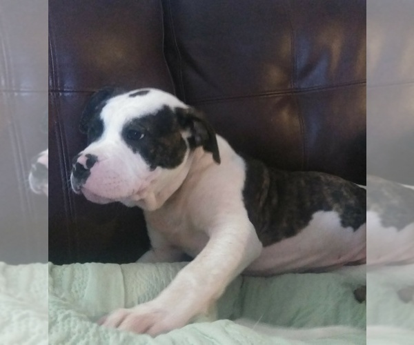Medium Photo #3 American Bulldog Puppy For Sale in CALDWELL, ID, USA