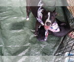 Small Photo #4 American Pit Bull Terrier-Unknown Mix Puppy For Sale in Holly Springs, NC, USA