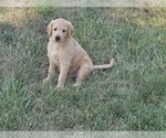 Small Photo #2 Labradoodle Puppy For Sale in GRUNDY CENTER, IA, USA