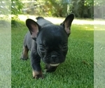 Small Photo #7 French Bulldog Puppy For Sale in LA VERGNE, TN, USA