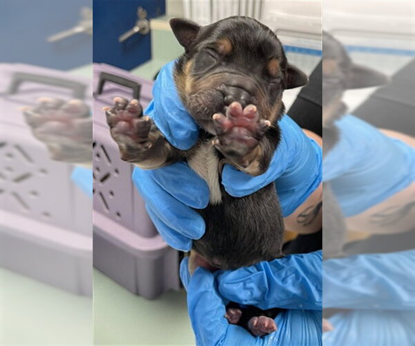 Medium Photo #1 Rottweiler-Unknown Mix Puppy For Sale in Oklahoma City, OK, USA