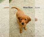 Small Photo #10 Golden Retriever Puppy For Sale in BEDFORD, TX, USA