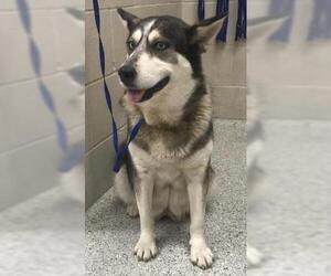 Siberian Husky Dogs for adoption in Conroe, TX, USA