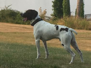 Father of the German Shorthaired Pointer puppies born on 05/15/2019