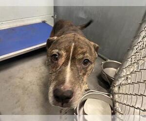 Boxer Dogs for adoption in Tavares, FL, USA
