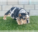 Small #10 English Bulldog