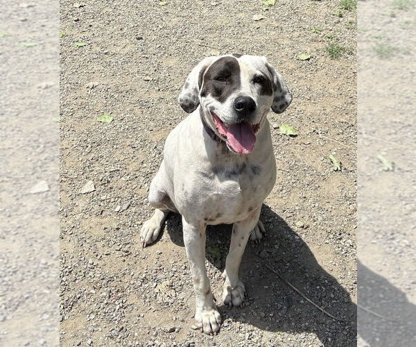 Medium Photo #1 Mutt Puppy For Sale in Elmsford, NY, USA