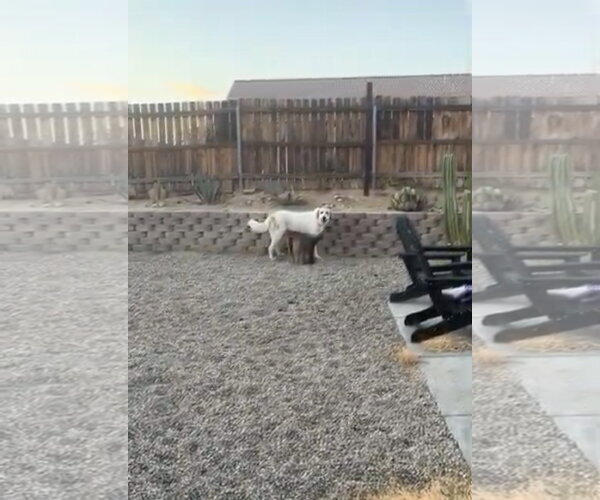 Medium Photo #3 Anatolian Shepherd-Unknown Mix Puppy For Sale in San Diego, CA, USA