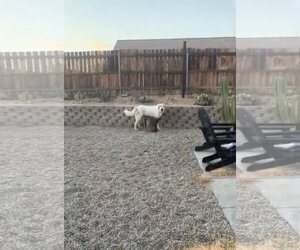 Jenny - Female Anatolian Shepherd-Unknown Mix Dog for Adoption - Photo #3