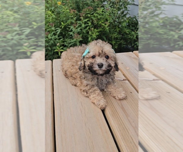 Medium Photo #3 Poodle (Toy) Puppy For Sale in INDIANAPOLIS, IN, USA