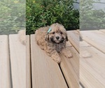 Small #2 Poodle (Toy)