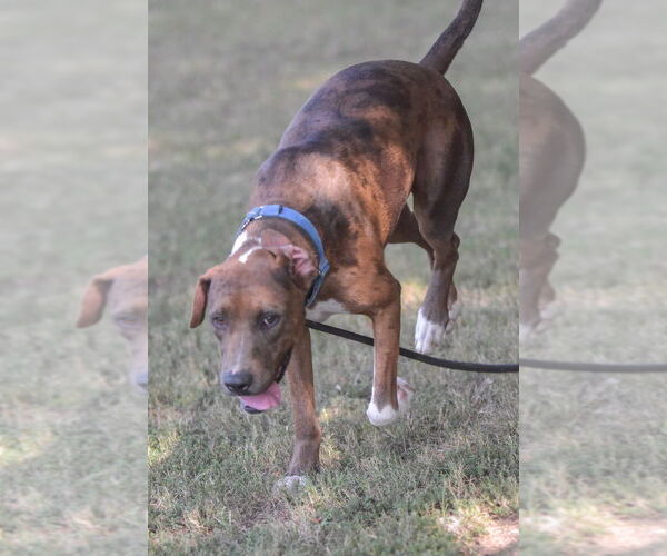 Medium Photo #3 Catahoula Leopard Dog-Unknown Mix Puppy For Sale in Boston, MA, USA