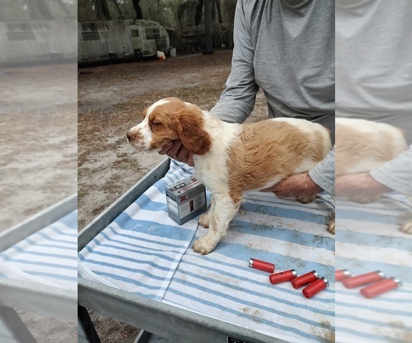 Medium Photo #13 Brittany Puppy For Sale in FORT MC COY, FL, USA