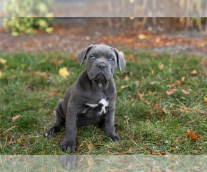Cane Corso Puppy for sale in BOURBON, IN, USA