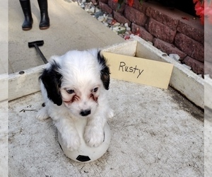 Cavapoo Puppy for sale in GRABILL, IN, USA