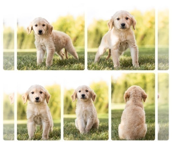 Medium Photo #1 Golden Retriever Puppy For Sale in MENTONE, IN, USA