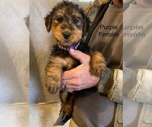 Airedale Terrier Puppy for sale in STEEDMAN, MO, USA