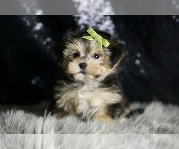 Medium Photo #1 Morkie Puppy For Sale in WARSAW, IN, USA