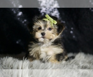 Morkie Puppy for Sale in WARSAW, Indiana USA