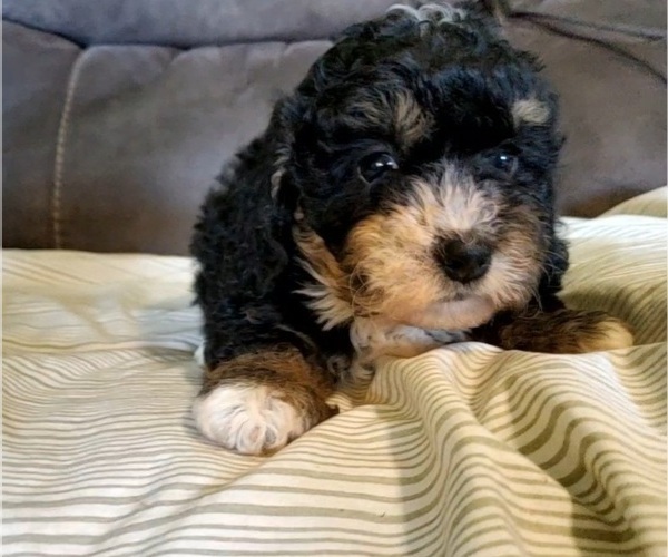 Medium Photo #12 Bernedoodle (Miniature) Puppy For Sale in LEETONIA, OH, USA