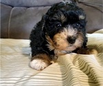 Small #11 Bernedoodle (Miniature)