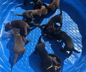 Borador Puppy for sale in COLORADO SPRINGS, CO, USA
