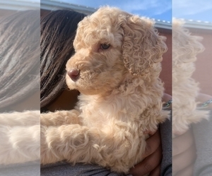 Labradoodle Puppy for sale in FORT COBB, OK, USA
