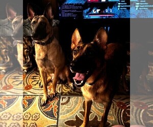 Father of the Malinois puppies born on 05/24/2025