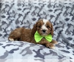 Small #3 Cavapoo (Miniature)