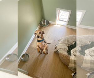 Dachshund Dogs for adoption in York, SC, USA