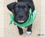 Small #12 Labrador Retriever Mix