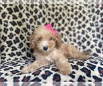 Small #7 Cavapoo