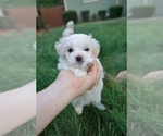 Small Photo #2 Maltese Puppy For Sale in PORTLAND, OR, USA