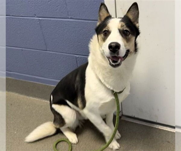 Medium Photo #1 Border Collie-Unknown Mix Puppy For Sale in Aurora, IL, USA