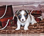 Small Photo #3 Chihuahua Puppy For Sale in CHARLESTON, AR, USA