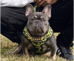 Small Photo #1 French Bulldog Puppy For Sale in LONG BEACH, CA, USA