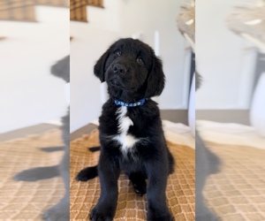 Goldendoodle Puppy for sale in HOHENWALD, TN, USA