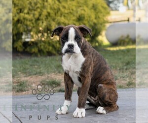 Boxer Puppy for sale in HONEY BROOK, PA, USA