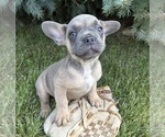 Small #3 French Bulldog