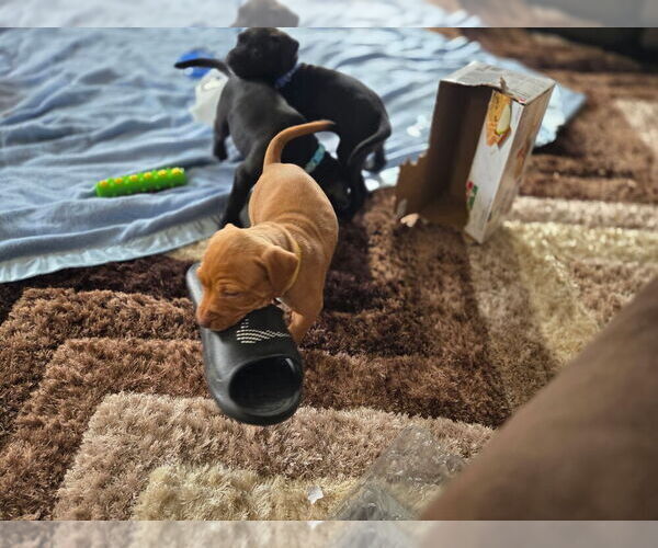 Medium Photo #4 American Pit Bull Terrier Puppy For Sale in CHARLOTTE, NC, USA