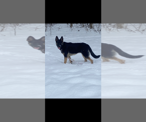 Mother of the German Shepherd Dog puppies born on 09/25/2025